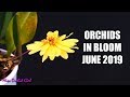 Orchids in bloom - June 2019 - Ready to vote?