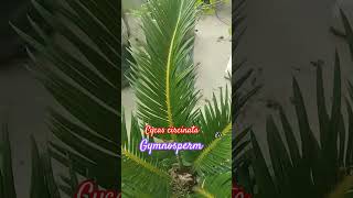 CYCAS !! সাইকাস !! #nature #botany #plants #gymnosperms #cycas #history @Plant_investigation