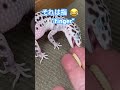 🤣🤣 爬虫類 ヒョウモントカゲモドキ レオパードゲッコー leopardgecko shorts