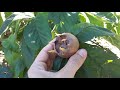 medlar plant – grow care u0026 harvest mespilus germanica