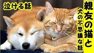 不思議な話・犬は猫（相棒）の交通事故死を感じ取り家族に伝えた・ウチの犬と猫の目に見えない不思議な心の繋がりのお話・招き猫ちゃんねる