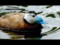 white headed duck வேடிக்கையான தோற்றமுடைய அழகான வெள்ளைத் தலை வாத்து