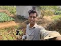 vendi and mircha ke ghichi kari safa kalu kalahandi farmer lifestyle vegetable lifestyle vlog