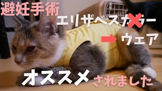 【避妊手術】エリザベスカラーではなく術後服をおすすめされました【三毛猫マンチカン】