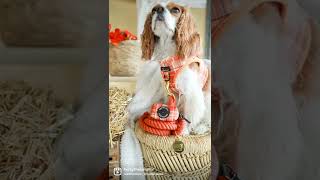 Fall fashion hits different // Cavology // Cavalier King Charles Spaniel #shorts