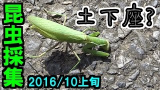 【カマキリ】 昆虫採集 2016年10月上旬 【閲覧注意】