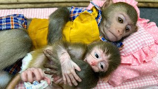 Bim Bim helps dad take care of baby monkey