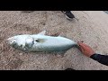 searching for australias biggest tailor surprise possible record fish