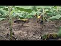 fertilizer work in banana farming