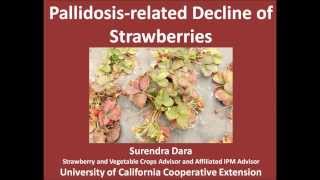 Pallidosis-related decline of strawberries