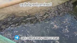 ត្រីអណ្តែងទន់កូនកាត់14លី