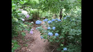 『大龍山金泉寺　あじさい寺（嵐山町）』一面に咲き誇る5000本以上の紫陽花が綺麗Ｐａｒｔ３