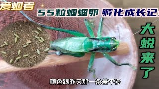 破土后37天，55粒蝈蝈卵的第一条成虫来了！第52只小蝈蝈却刚出生