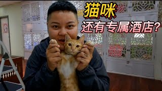 泰国｜清迈有猫咪专属酒店？对猫咪有要求？价格高吗？