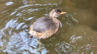 カイツブリ　鳰