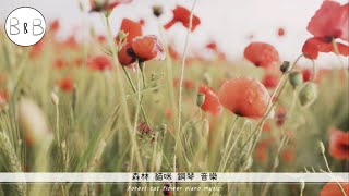 【 森林貓咪與鋼琴曲】ASMR  |  鋼琴音樂  |  forest  |  cat  |  piano music  |  study |  BGM  | 放鬆 | 睡眠 | 分享音樂 | 分享愛