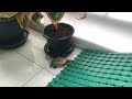 甲羅がかゆいクサガメの赤ちゃん itchy baby turtle