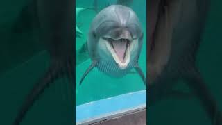 可愛すぎるイルカ　しながわ水族館