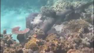 White Tip reef sharks hunting at Opal reef