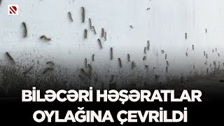 Biləcəri həşəratlar oylağına çevrildi - Bələdiyyə: Problemdən xəbərdarıq,lazımı müraciətlər edilib