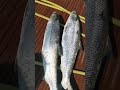 arabian milkfish amazing fish trending fishing