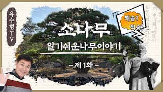 알기쉬운나무이야기제1화 :소나무편 /소나무종류구분법?/소나무 VS 곰솔(해송)/정이품송(正二品松) /소나무의생육환경(상식이란?)