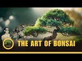 The Fascinating History And Art Of Bonsai