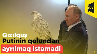 Qızılquş Vladimir Putinin qolundan ayrılmaq istəmədi