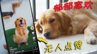 Golden Retriever was addicted to playing Douyin, and finally became popular with this!