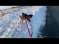 雪の壁に挑む子犬のお散歩