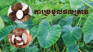 Taro Havest ការប្រមូលផលត្រាវ