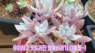 아름답고 멋드러진 행복바라기의값진  대품아 농원~!😘💕  Succulents