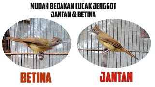 Cara Mudah Membedakan Cucak Jenggot Jantan dan Betina