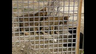 じゃれあうシンリンオオカミの赤ちゃん （東山動植物園2010）Baby Timber Wolf