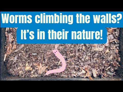 Why do worms climb walls?