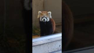 Red panda waiting for the keeper