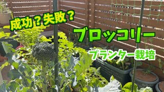 【プランター菜園】定植〜収穫まで ブロッコリー