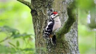 dzięcioł duży / great spotted woodpecker / dendrocopos major