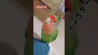 インコにダメ出しされる飼い主#shorts #コザクラインコ#lovebirds