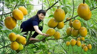 How to Harvest Lúcuma, goes To Market Sell - Harvesting and Cooking |Tieu Vy Daily Life