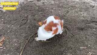 ドリームビーチでひたすら穴を掘るキャバリアの子犬 / The puppy with digging