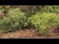 How to Keep Plants Hydrated During Droughts | At Home With P. Allen Smith