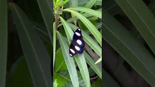 കറുത്ത  ചുന്ദരി / Black  Butterfly/ Oleander/ Yellow oleander/ Yellow arali