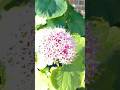 Mexican Hydrangea | cashmere Bouquet #flower #shortvideo #like #subscribe