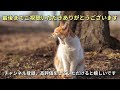 【多摩川の猫たち vol.389】　連日の猛暑日にグッタリです　【地域猫】