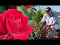 Rose True Bloom® True Love™ // Outstanding (Trialed & Tested) Little Rose For Everyone's Garden