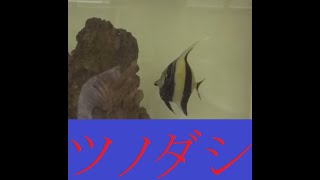 死滅回遊魚　ツノダシ