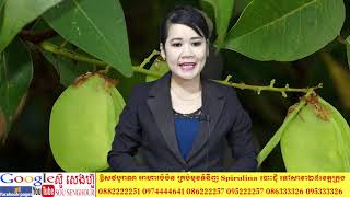 132 អត្ថប្រយោជន៍ វល្លិប្រេងក្រហម ចំណេះដឹងសុខភាព ឱសថបុរាណ អាហារបំប៉ន ស្ពីរ៉ូលីណា បោះដុំ