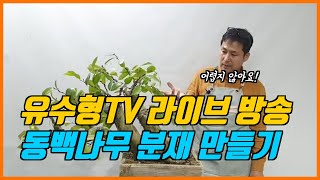 [라이브 방송 풀동영상]유수형TV  라이브 방송 동백 분재 만들기!! How to make a bonsai?