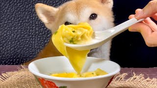 [狗狗食譜] 菜肉雲吞 由餛飩皮開始做起💪🏻  | [Puppy recipe] How to make Guangdong Wonton - Jill’s kitchen